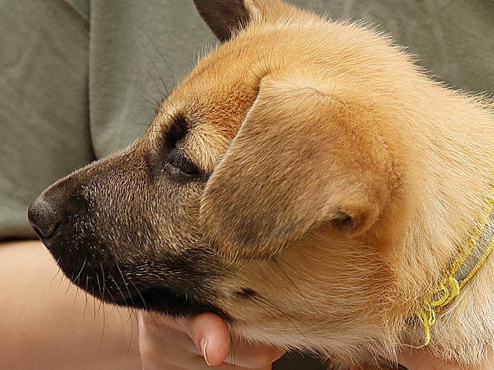 chinook puppy